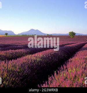 FRANCE. VAUCLUSE (84) PLATEAU DE SAULT. CHAMP DE LAVANDE Banque D'Images