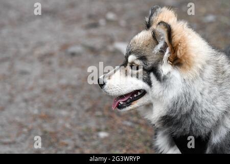 Portrait d'un jeune chiot chien finlandais de Lapphund en plein air Banque D'Images