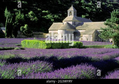 VAUCLUSE (84) PLATEAU DE VAUCLUSE. ABBAYE CISTERCIENNE DE SÉNANQUE ET LAVANDE EN PLEINE CROISSANCE Banque D'Images
