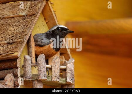Redstart se reproduit dans une maison miniature Banque D'Images