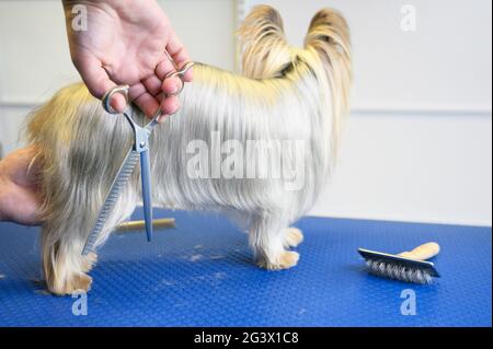 Chien du Yorkshire Terrier en train d'être soigné dans un studio de soins pour animaux. La femme tondeuse coupe les cheveux de chien dans le salon de beauté pour les animaux. Banque D'Images