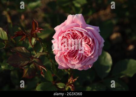 Jardin de roses Guldemondplantsoen comme monument national à Boskoop aux pays-Bas avec la variété de roses Rösengrafin Marie Henriette Banque D'Images