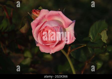 Jardin de roses Guldemondplantsoen comme monument national à Boskoop aux pays-Bas avec la variété de roses Rösengrafin Marie Henriette Banque D'Images