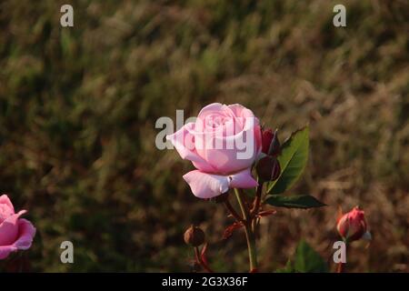 Jardin de roses Guldemondplantsoen comme monument national à Boskoop aux pays-Bas avec la variété de roses Rösengrafin Marie Henriette Banque D'Images