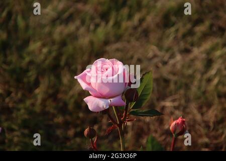 Jardin de roses Guldemondplantsoen comme monument national à Boskoop aux pays-Bas avec la variété de roses Rösengrafin Marie Henriette Banque D'Images