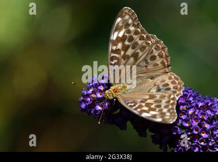 Argynnis pupia F. valesina - manteau brun de l'empereur Banque D'Images