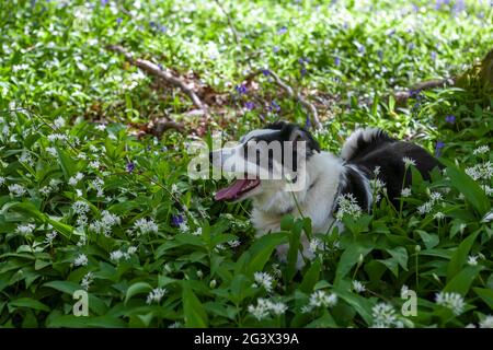 Un chien Border Collie sur un tapis d'ail sauvage (Allium ursinum) et des cloches (jacinthoides non-scripta), Wildhams Wood, Stoughton, West Sussex, Royaume-Uni Banque D'Images