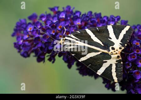 Ours russe sur lilas d'été Banque D'Images