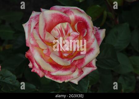 Jardin de roses Guldemondplantsoen comme monument national à Boskoop aux pays-Bas avec variété de roses Pullman Orient Express Banque D'Images