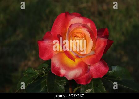 Jardin de roses Guldemondplantsoen comme monument national à Boskoop aux pays-Bas avec variété de roses Pullman Orient Express Banque D'Images