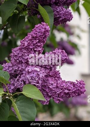 Vue rapprochée des fleurs de lilas. Nahansicht eines Fliederzweiges. Banque D'Images