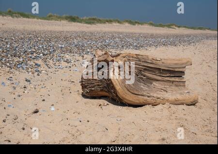 Un grand vieux morceau de bois de grève sur une plage de Norfolk Banque D'Images