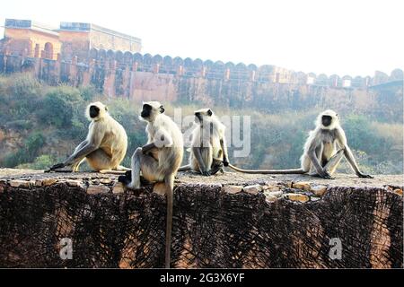 Singes sur le mur Banque D'Images