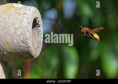 Hornet devant le nid Banque D'Images