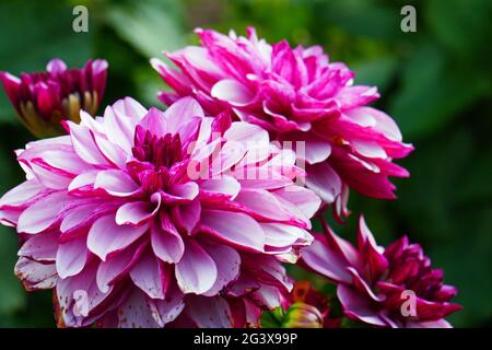 Nénuphar dahlia, crème de Cassis Banque D'Images