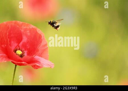 Bumble abeille volant vers un coquelicot dans un pré. Banque D'Images