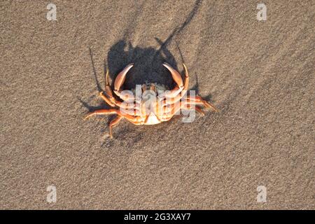 Un crabe décédé allongé dans le sable sur la rive néerlandaise (Kijkduin, la Haye, pays-Bas) Banque D'Images