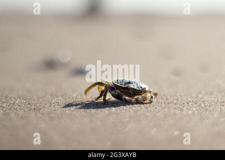 Marche en crabe le long de la côte hollandaise par une journée ensoleillée - Kijkduin, la Haye, pays-Bas Banque D'Images