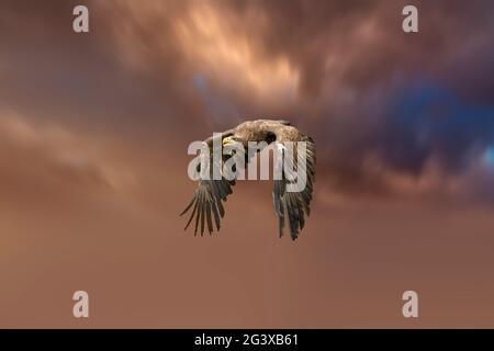 L'Aigle à tête blanche d'Europe vole dans un ciel spectaculaire de couleur or marron. Vol de l'oiseau de proie pendant une chasse. Ailes étirées à la recherche de proies Banque D'Images