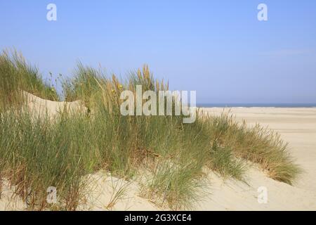 Herbe sur la dune de sable à l'île de Borkum Banque D'Images