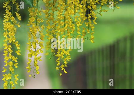 Rideau de Laburnum : promenade printanière à travers un rideau de fleurs jaunes de laburnum. Bedfordshire, Angleterre. Banque D'Images