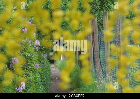 Rideau de Laburnum : promenade printanière à travers un rideau de fleurs jaunes de laburnum. Bedfordshire, Angleterre. Banque D'Images