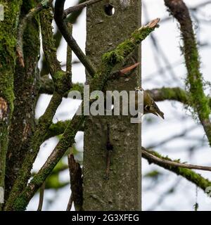 Goldcrest (Regulus regulus) perché sur un poteau en béton Banque D'Images