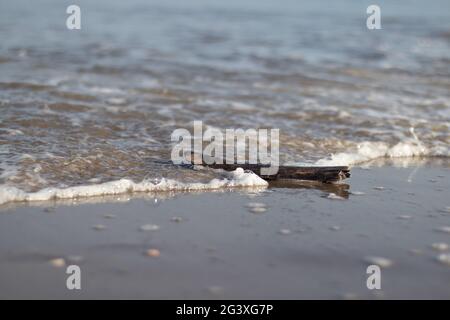 Un bâton de bois sur une plage hollandaise frappé par les vagues de l'océan Banque D'Images