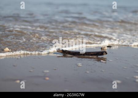 Un bâton de bois sur une plage hollandaise frappé par les vagues de l'océan Banque D'Images