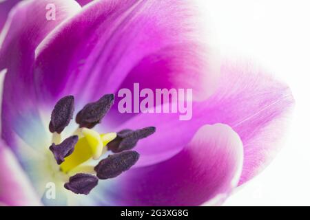 Photo macro de la fleur de tulipe Banque D'Images