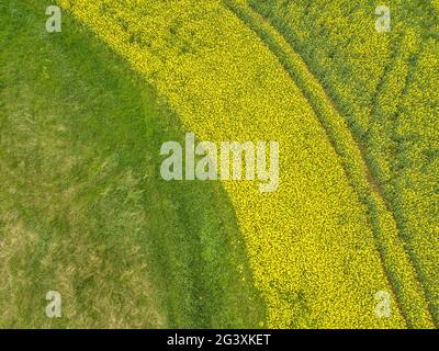 Vue aérienne d'une partie d'un champ de colza et d'herbe verte Banque D'Images