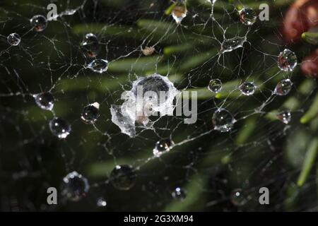 Toile d'araignée avec goutte d'eau Banque D'Images