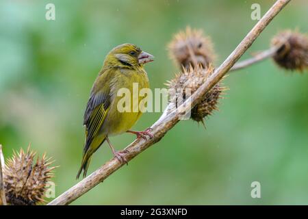 European Greenfinch Carduelis / Chloris chloris perching mâle sur une plante sèche Datura stramonium en train de manger des graines Banque D'Images