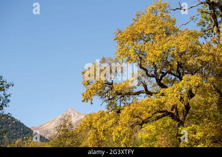 Golden, des érables jaunes, des chênes et des oiseaux dans les montagnes. Temps d'automne chaud dans les hautes terres. Nature dans la réserve, nationale Banque D'Images