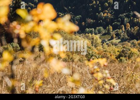 Golden, des érables jaunes, des chênes et des oiseaux dans les montagnes. Temps d'automne chaud dans les hautes terres. Nature dans la réserve, nationale Banque D'Images