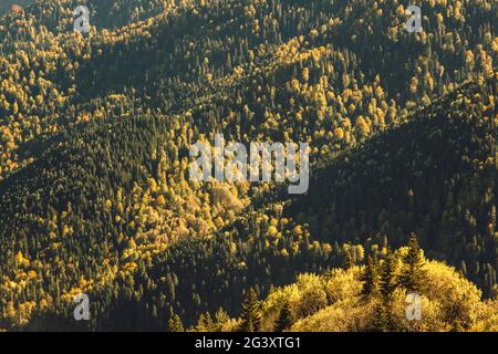 Golden, des érables jaunes, des chênes et des oiseaux dans les montagnes. Temps d'automne chaud dans les hautes terres. Nature dans la réserve, nationale Banque D'Images