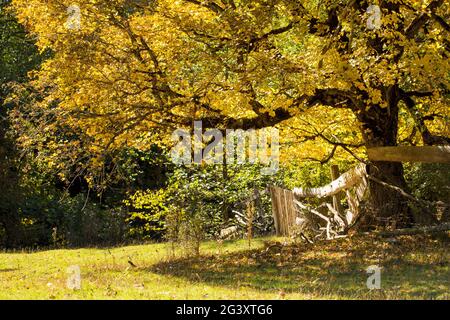 Golden, des érables jaunes, des chênes et des oiseaux dans les montagnes. Temps d'automne chaud dans les hautes terres. Nature dans la réserve, nationale Banque D'Images