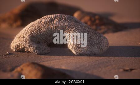 Vieux corail sur la plage de sable Banque D'Images