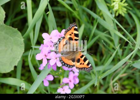 Magnifique papillon multicolore gros plan sur des fleurs sauvages violettes sur un fond flou d'herbe verte. Mise au point sélective. Banque D'Images