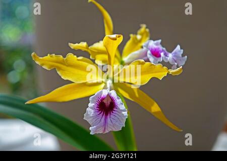 Orchidées dans la serre, Rio, Brésil Banque D'Images