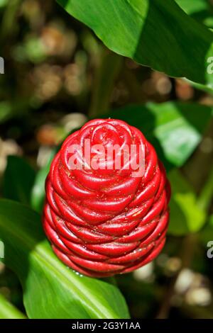 Inflorescence de gingembre (Zingiber officinale) sur le jardin Banque D'Images