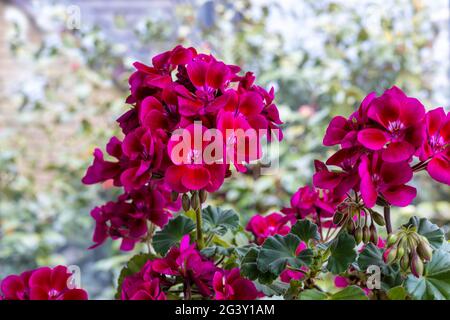 Grappes arrondies de pélargonium rose profond, communément connu sous le nom de géranium, fleurs en gros plan. Banque D'Images