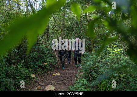 Un guide de Rangers et un groupe de randonnée traversent une jungle luxuriante lors d'une randonnée découverte de chimpanzés dans la forêt de Cyamudongo, le parc national de la forêt de Nyungwe, Western P. Banque D'Images