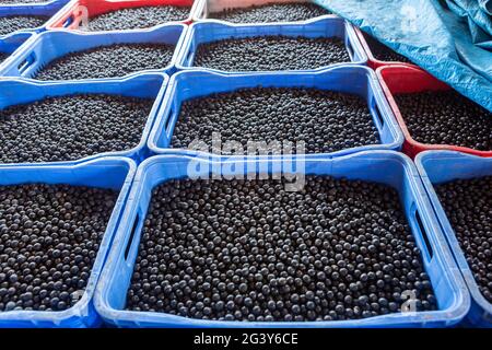 Gros plan de fruits frais aux baies d'açai dans une ferme industrielle de la forêt amazonienne. Concept de l'alimentation, de l'écologie, de l'environnement, de la biodiversité, de l'agriculture. Banque D'Images