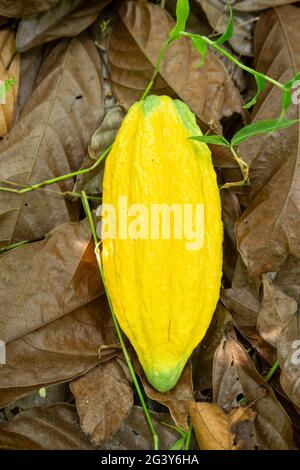 Gros plan de fruits frais de cacao pour la fabrication de chocolat sur la récolte agricole dans la forêt amazonienne. Alimentation, écologie, environnement, biodiversité, agroculture. Banque D'Images