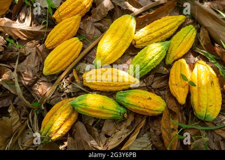 Gros plan de fruits frais de cacao pour la fabrication de chocolat sur la récolte agricole dans la forêt amazonienne. Alimentation, écologie, environnement, biodiversité, agroculture. Banque D'Images