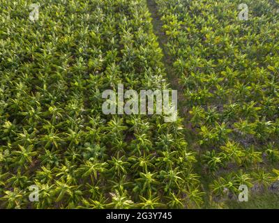 Drone vue aérienne des palmiers du champ d'agriculture fruitier d'açai en été jour ensoleillé à la ferme dans la forêt amazonienne, Brésil. Nourriture, écologie. Banque D'Images