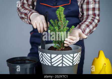 Gros plan des mains de jardinier mâle en uniforme et gants, les transplantations abritent des plantes de genre de conifères arbres à feuilles persistantes dans de nouveaux po Banque D'Images