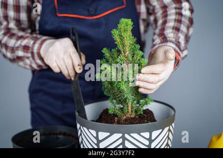 Transplantation de plantes d'intérieur. Jardinage à la maison. Entretien des plantes. L'homme transplante des plants d'épinette de l'ancien pot à nouveau. Vue rognée de Banque D'Images