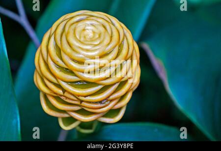 Fleur de gingembre (Zingiber spectabile) sur le jardin tropical Banque D'Images